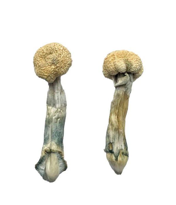 Albino Treasure Coast Magic Mushrooms