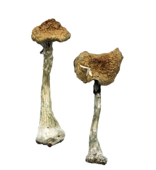 A+ Magic Mushrooms
