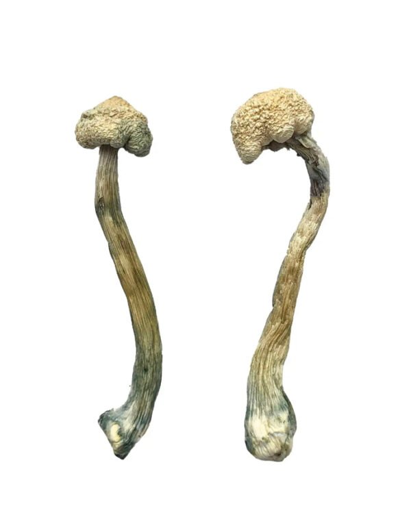 Albino Treasure Coast Magic Mushrooms - Image 2