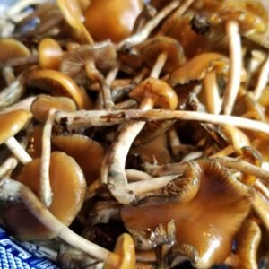 Psilocybe Azurescens