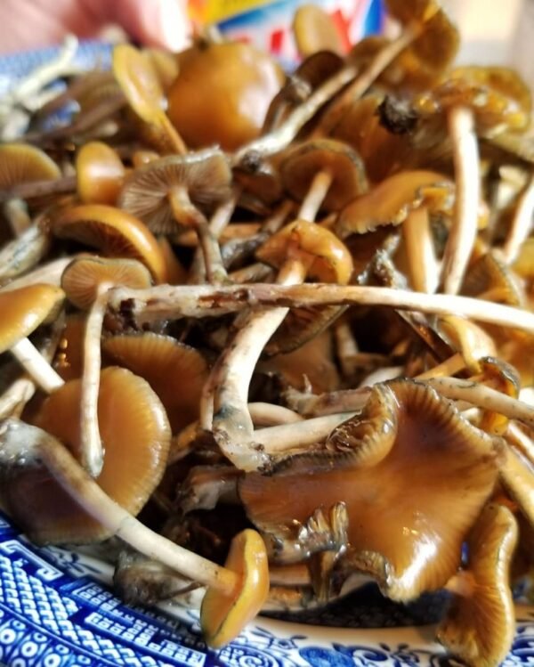 Psilocybe Azurescens