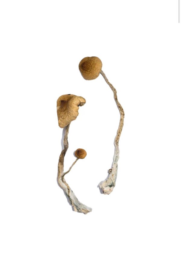 Syzygy Magic Mushrooms - Image 2