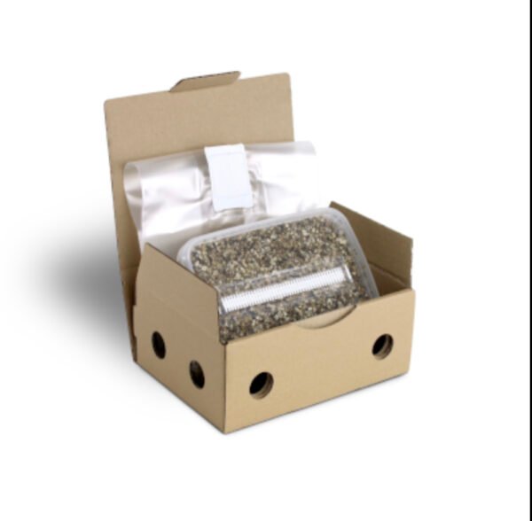 Sterile Magic Mushroom substrate for p. Cubensis Large - Image 2