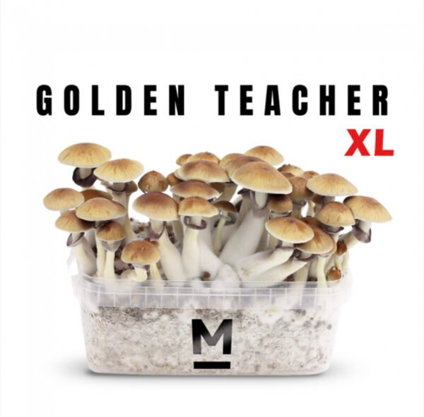 Magic Mushroom Grow Kit Golden Teacher XL by Mondo®