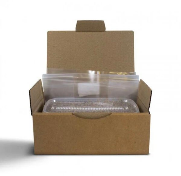 Magic Mushroom Grow Kit Golden Teacher XL by Mondo® - Image 3
