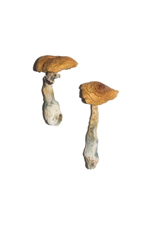 Penis Envy 6 (PE6) Magic Mushrooms