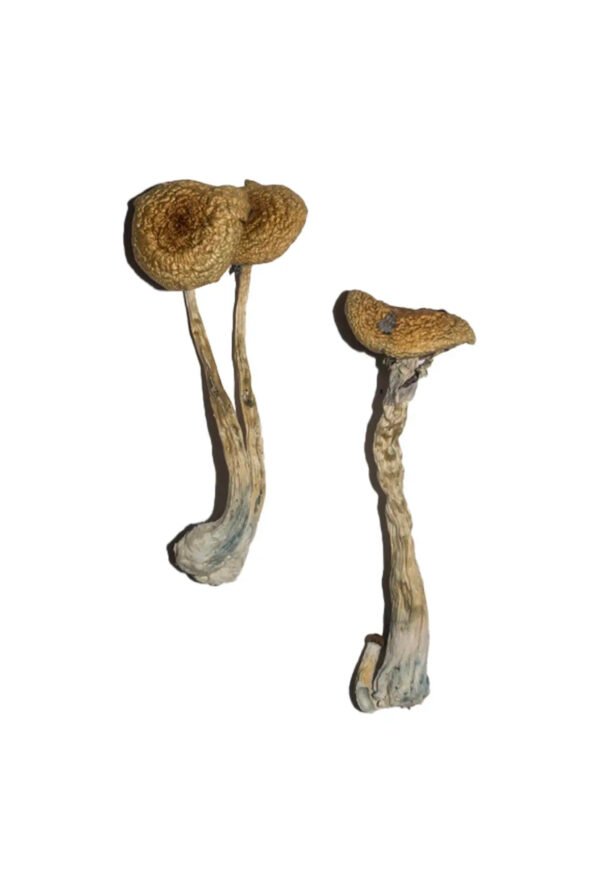 Penis Envy 6 (PE6) Magic Mushrooms - Image 2