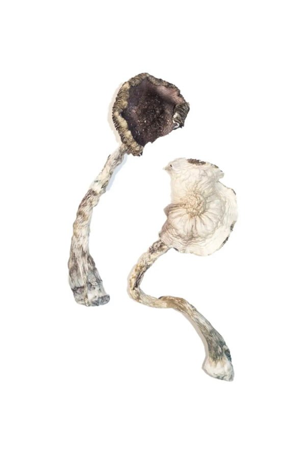 Albino A+ Magic Mushrooms - Image 2