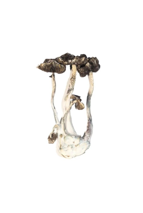 Albino A+ Magic Mushrooms
