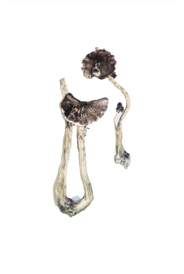 Albino A+ Magic Mushrooms - Image 3