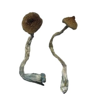 Costa Rican Magic Mushrooms