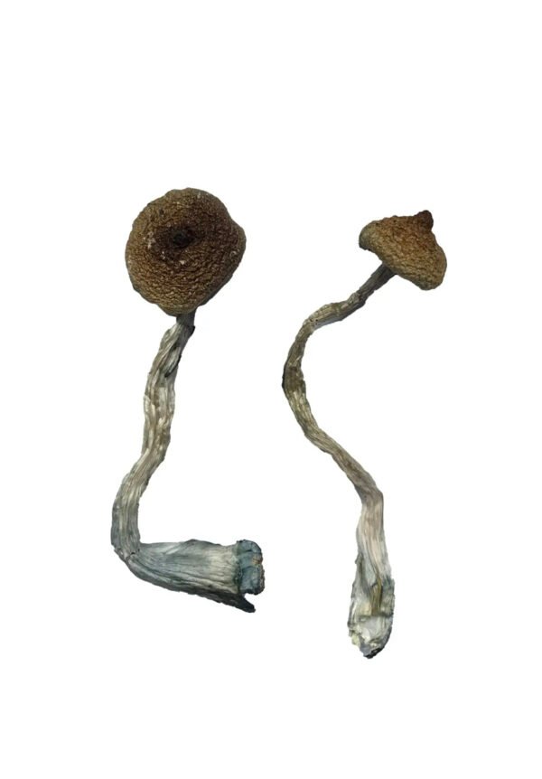 Costa Rican Magic Mushrooms